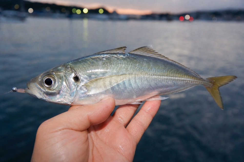常夜灯まわりで釣れたアジ。まずはジグ単で1匹を目指そう