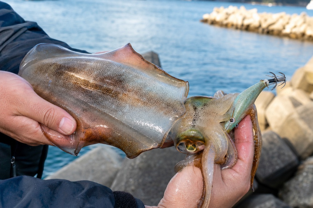 秋の堤防で釣れたアオリイカの新子。数釣りが楽しめる入門に最適なシーズン