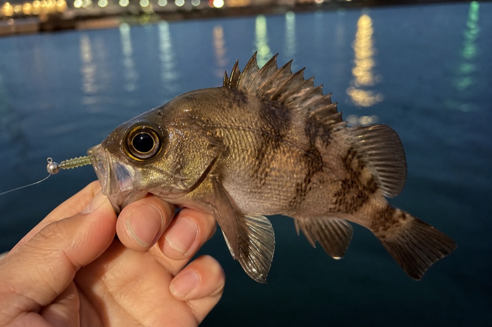 冬〜春の夜に釣れたメバル。表層をゆっくり通す基本を守れば、初心者でも十分に狙える